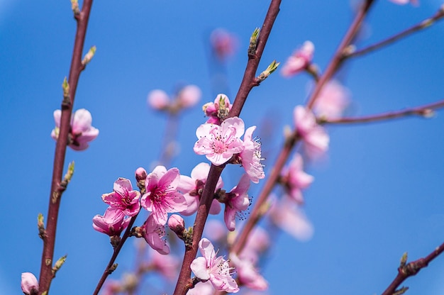 Imagem de primavera. Ramo da flor do pêssego no fundo do céu azul.