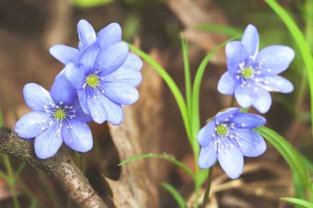 Imagem de primavera rural azul hepatica flor snowdrop