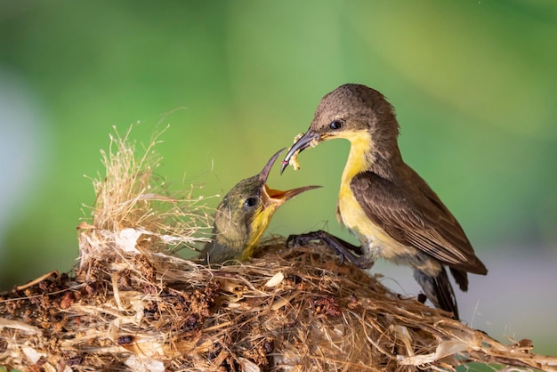 Imagem de Purple Sunbird Fêmea alimentando bebê pássaro no ninho do pássaro no fundo da natureza Cinnyris asiaticus Bird Animals