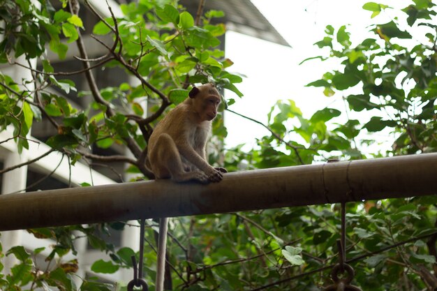 Imagem de retrato de macaco (macaque)