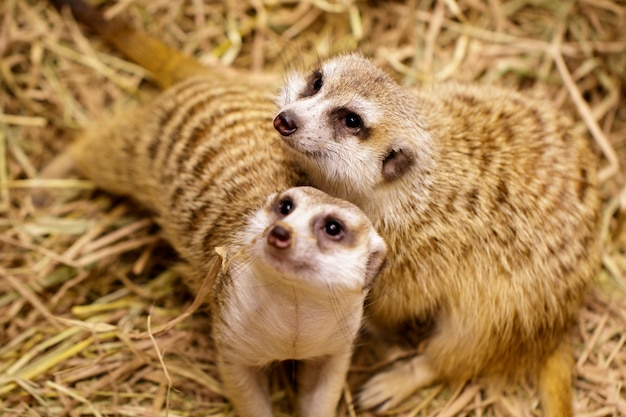 Foto imagem de suricata (suricata suricatta) na natureza. animais selvagens.