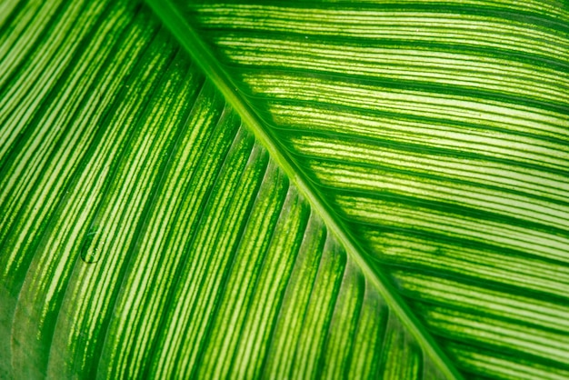 Imagem de textura de fundo de folha verde