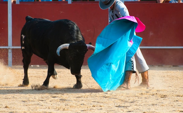 Imagem de touro lutando da Espanha. Touro preto