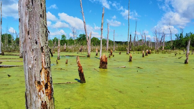 Imagem de troncos de árvore em pântano coberto de algas verdes