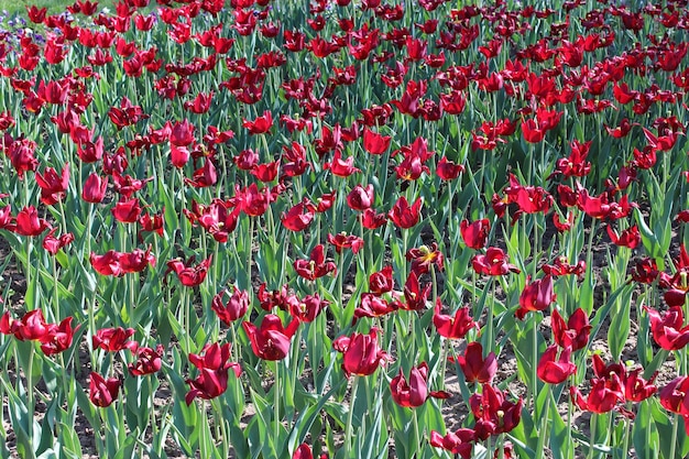 Imagem de tulipas vermelhas no leito de flores