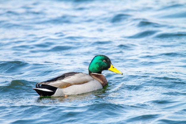 Imagem de um animal um draco selvagem nada em uma lagoa