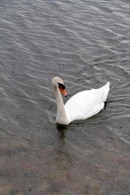 imagem de um cisne branco em um lago Ohrid na Macedônia