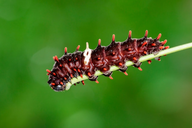 Imagem de um erro de lagarta na natureza. animal inseto