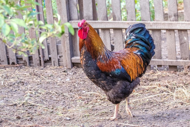 Imagem de um galo bonito adulto andando pela fazendaxAxA