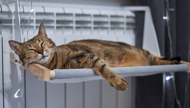 Imagem de um gato de Bengala de raça pura deitado em uma rede ligada a um aquecedor Conceito de cuidados com animais de estimação