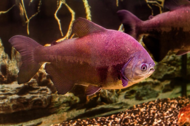 imagem de um lindo peixe de aquário preto pacu