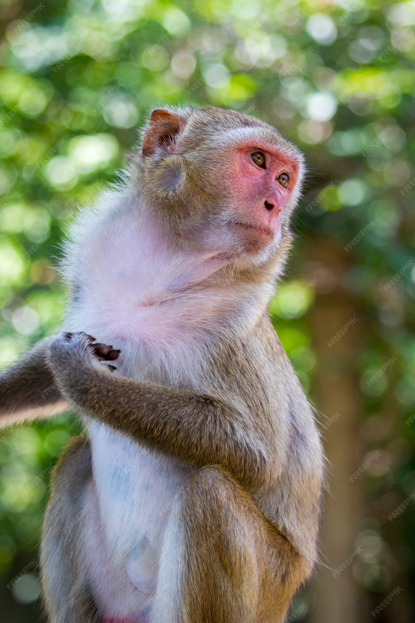 Foto de Macacos Fofos e mais fotos de stock de Animal selvagem - Animal  selvagem, Exterior, Floresta - iStock