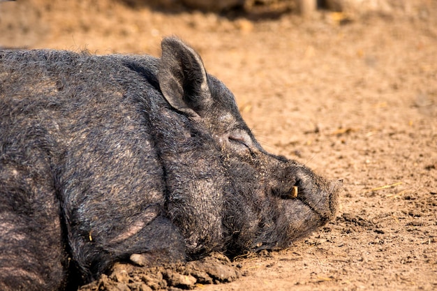 imagem de um mamífero um animal javali dormindo no chão