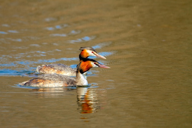 Imagem de um par de pássaros selvagens Podiceps cristatus flutuando na água