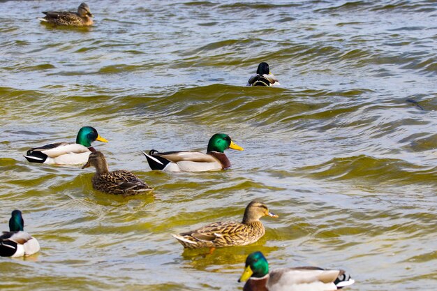 imagem de um pato selvagem e patos navegando ao longo do rio