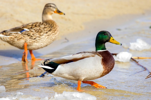 imagem de um pato selvagem na margem do rio com gelo