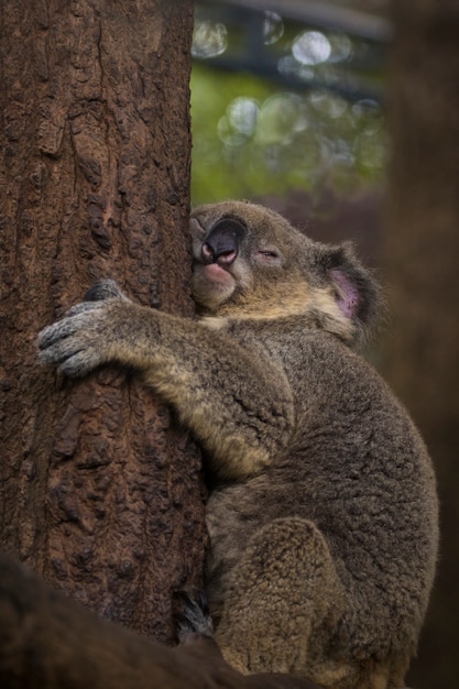 Imagem de um urso coala dormir na árvore. Animais selvagens.