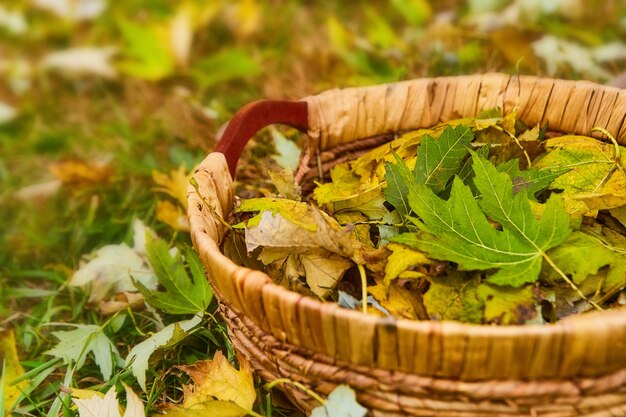 Imagem de uma cesta de tecido cheia de folhas verdes e amarelas no campo