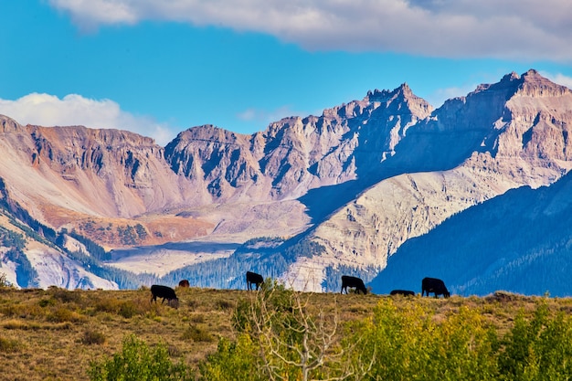Imagem de uma colina no deserto com vacas contra uma grande cordilheira rochosa