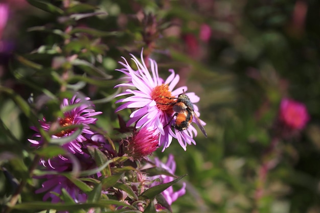 Imagem de uma flor de aster e um inseto nela