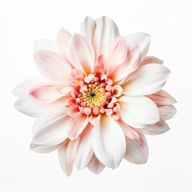 Imagem de uma flor em fundo branco