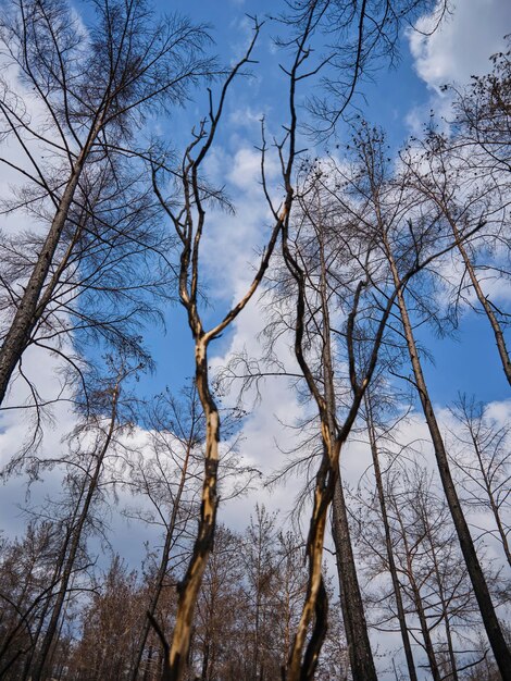 Imagem de uma floresta após um incêndio