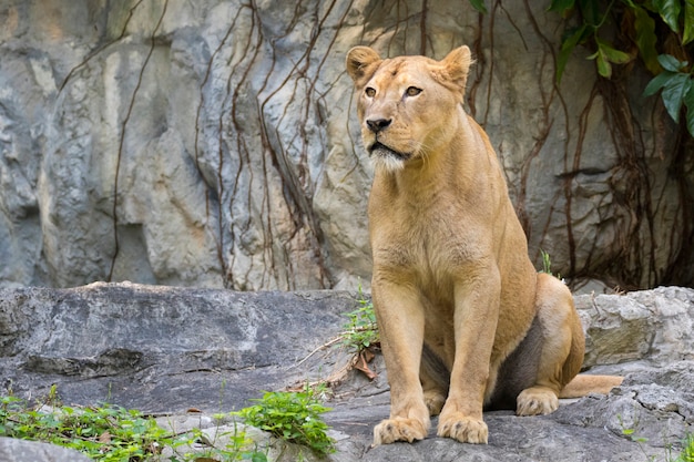 Imagem de uma leoa na natureza. Animais selvagens.