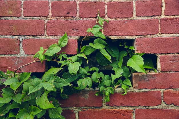 Imagem de uma parede de tijolos vermelhos com um buraco preenchido por vinhas verdes