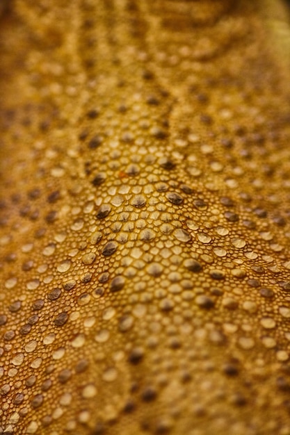 Imagem de uma pele de lagarto manchado com manchas marrons e marrons escuras