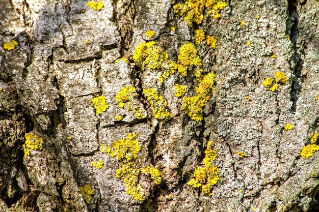 Imagem de uma velha casca de árvore com líquen