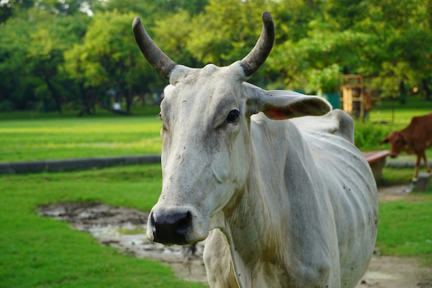 Imagem de vaca indiana que está com fome