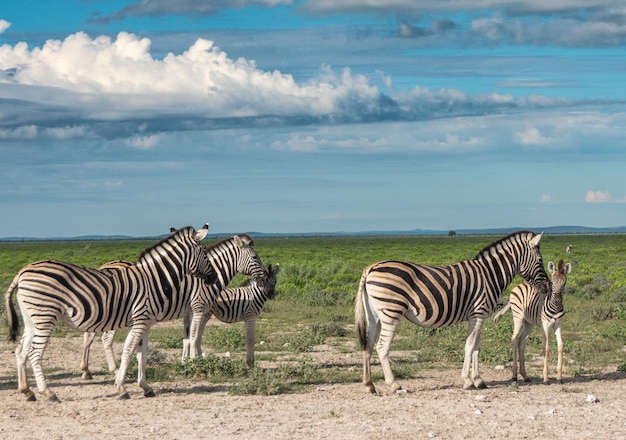 Imagem de zebra com um lindo fundo nublado de céu azul com boa luz