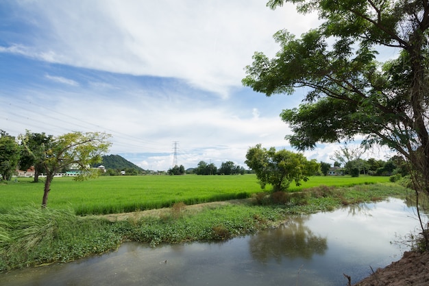 Imagem do campo de arroz verde com céu azul