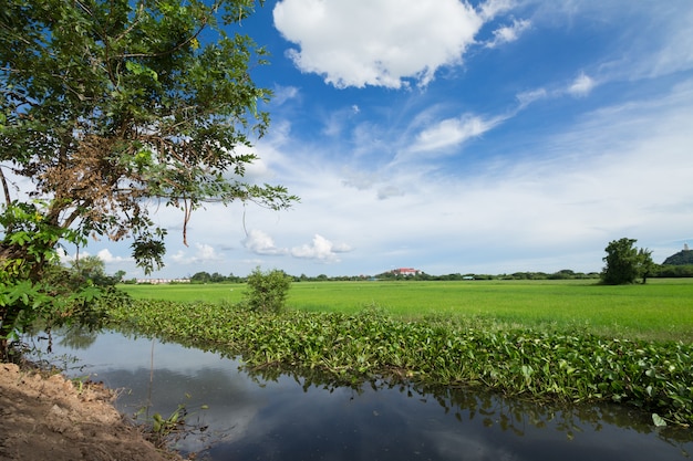 Imagem do campo de arroz verde com céu azul