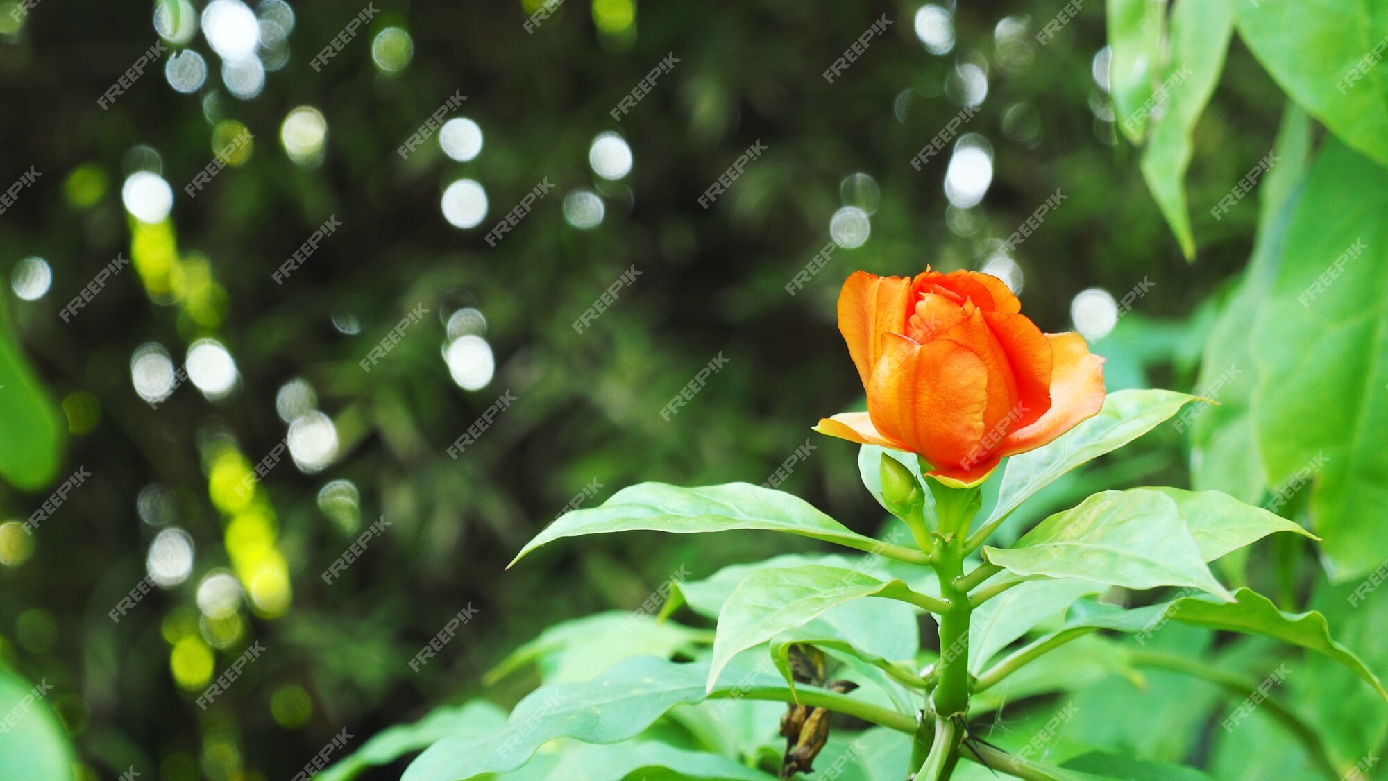 Imagem do close-up da flor de pereskia bleo ou da cera rose.it é um tipo da  flor do cacto. | Foto Premium