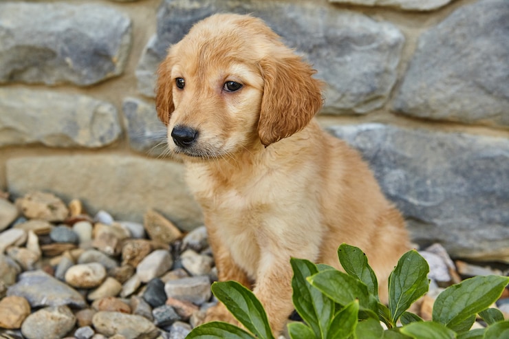 Foto imagem do close-up do filhote de labradoodle contra a casa e o paisagismo