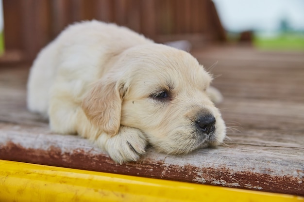 Imagem do filhote de cachorro golden retriever branco descansando em um deck de madeira do lado de fora