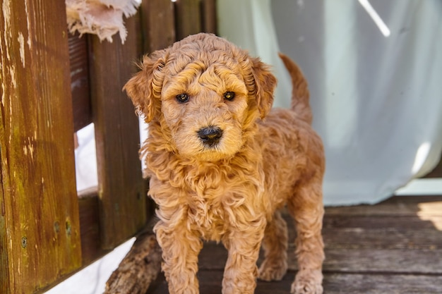 Imagem do filhote de cachorro goldendoodle marrom fofo à sombra da mobília do convés