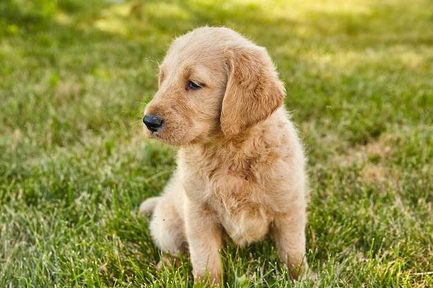 Imagem do filhote de cachorro Labradoodle bonito sentado na grama