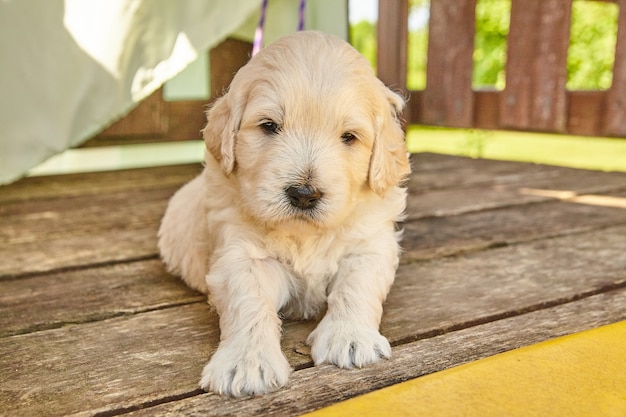 Imagem do filhote de cachorro White Goldendoodle sentado à sombra de uma mobília de convés