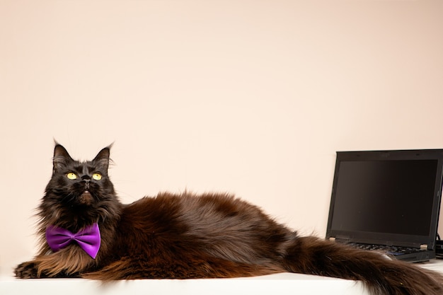 Imagem do gato coon principal com laço roxo e laptop na sala