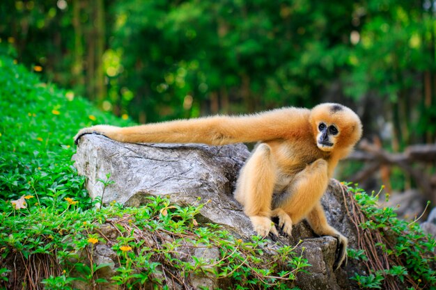 Imagem do gibão branco-cheeked do norte fêmea na natureza. animais selvagens.