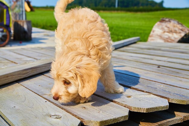 Imagem do golden retriever caminhando sobre material de esgrima