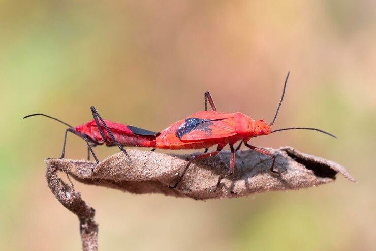 Foto imagem do inseto vermelho do algodão dysdercus cingulatus na folha inseto animal pyrrhocoridae