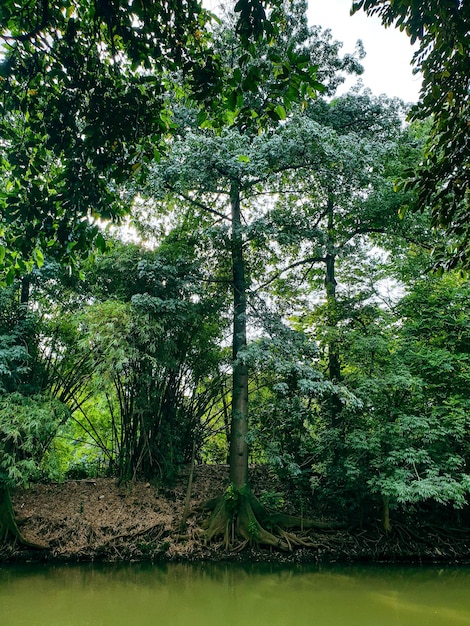 imagem do lago na floresta tropical