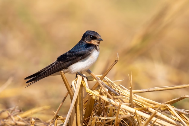 Imagem do pássaro da andorinha de celeiro (Hirundo rustica) no natural. Pássaro. Animal.