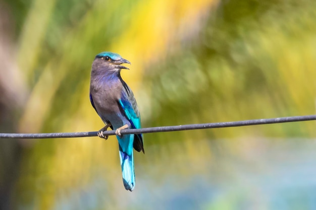 Imagem do pássaro rolo da Indochina (Coracias affinis) no fundo da natureza. Pássaro. Animais.