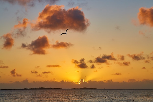 Imagem do pôr do sol dourado ou nascer do sol no oceano com a silhueta da gaivota