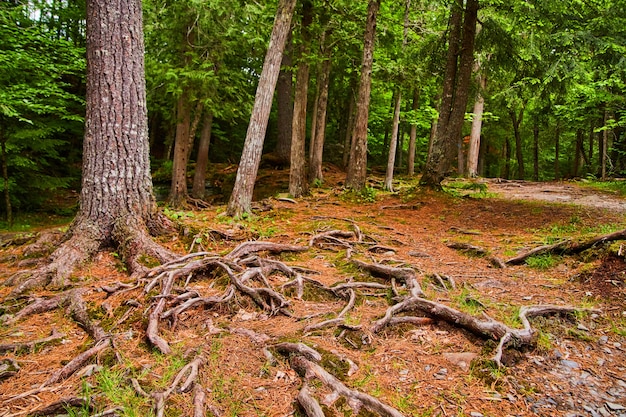 Imagem do solo da floresta coberto por brilhantes agulhas de pinheiro laranja