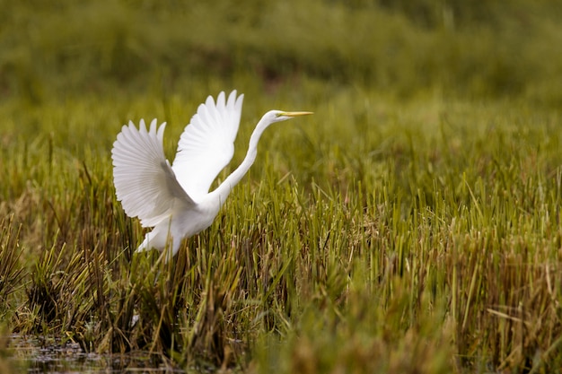 Imagem do voo da garça-branca-grande (ardea alba). garça, pássaros brancos, animal.